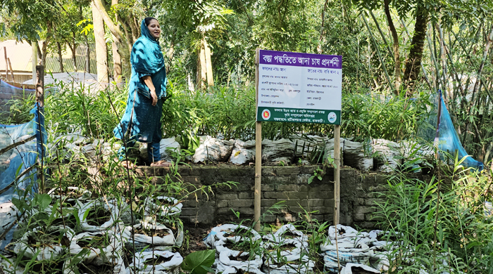 বস্তায় আদা চাষ করে নারী উদ্যোক্তা  জাসমার বাজিমাত॥বাড়ছে জনপ্রিয়তা